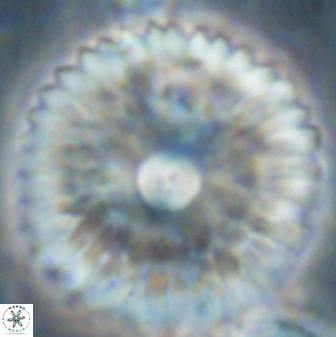 Davidbukrya claracirculus 60355