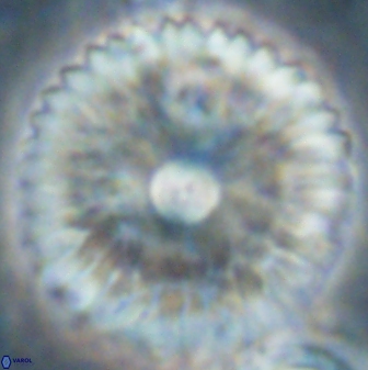 Davidbukrya claracirculus 60356