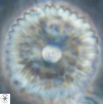 Davidbukrya claracirculus 60356