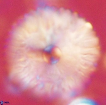 Davidbukrya claracirculus 60350