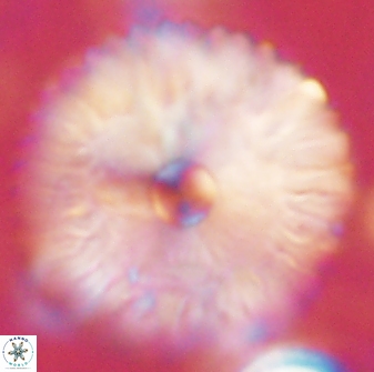 Davidbukrya claracirculus 60350
