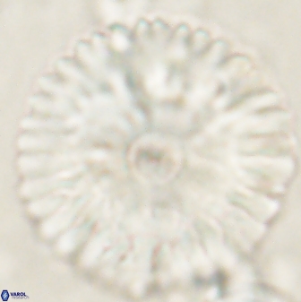 Davidbukrya claracirculus 60351