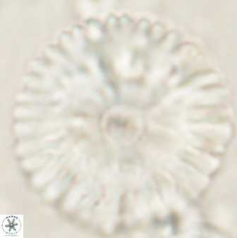 Davidbukrya claracirculus 60351