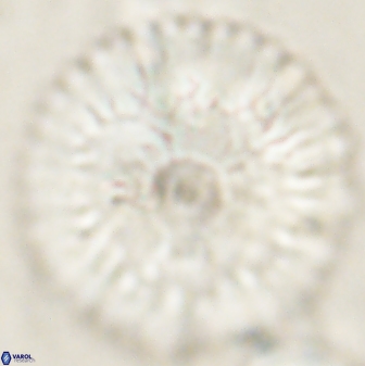 Davidbukrya claracirculus 60352