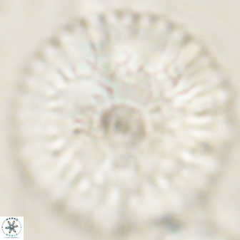 Davidbukrya claracirculus 60352
