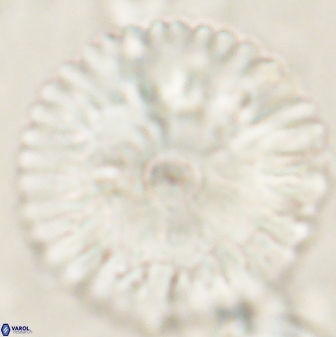 Davidbukrya claracirculus 60353