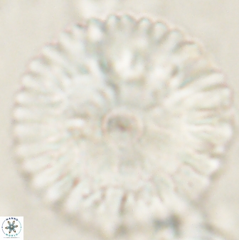 Davidbukrya claracirculus 60353