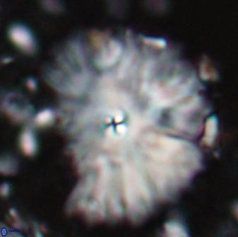 Davidbukrya clemencesalleyae 22396