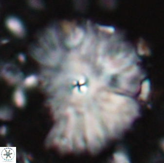 Davidbukrya clemencesalleyae 22396