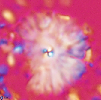 Davidbukrya clemencesalleyae 22397