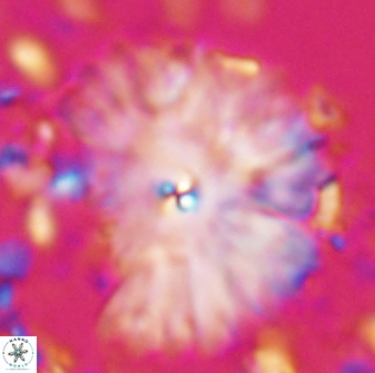 Davidbukrya clemencesalleyae 22397