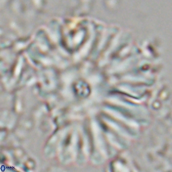 Davidbukrya clemencesalleyae 22398