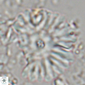 Davidbukrya clemencesalleyae 22398