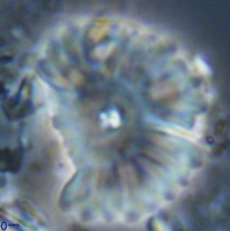 Davidbukrya clemencesalleyae 22399