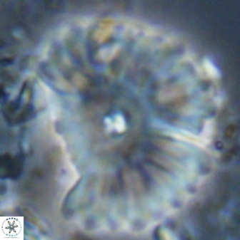 Davidbukrya clemencesalleyae 22399