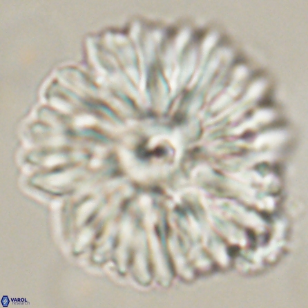 Davidbukrya clemencesalleyae 57227