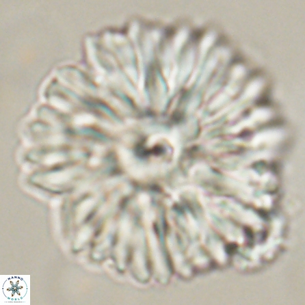 Davidbukrya clemencesalleyae 57227