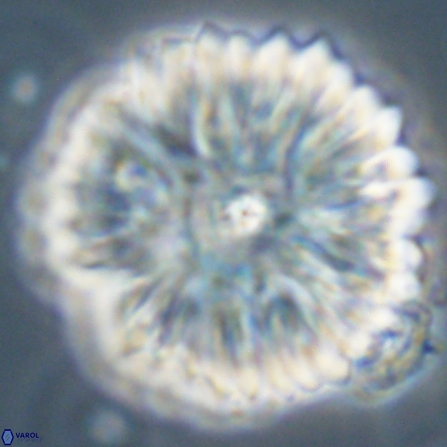 Davidbukrya clemencesalleyae 57228