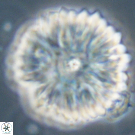 Davidbukrya clemencesalleyae 57228