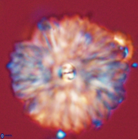 Davidbukrya clemencesalleyae 57234