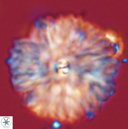 Davidbukrya clemencesalleyae 57234
