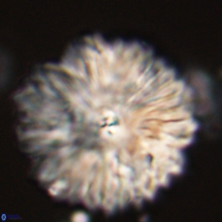 Davidbukrya clemencesalleyae 57237