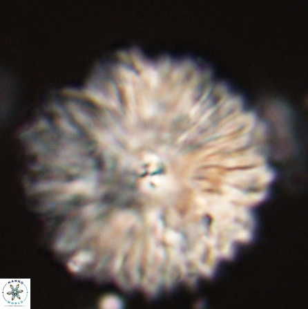 Davidbukrya clemencesalleyae 57237