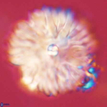 Davidbukrya clemencesalleyae 57230