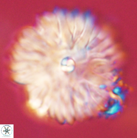 Davidbukrya clemencesalleyae 57230
