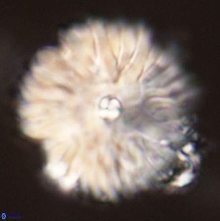 Davidbukrya clemencesalleyae 57231