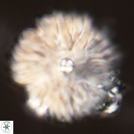 Davidbukrya clemencesalleyae 57231