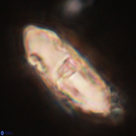 Davidbukrya clemencesalleyae 57232