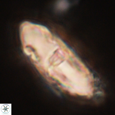 Davidbukrya clemencesalleyae 57232