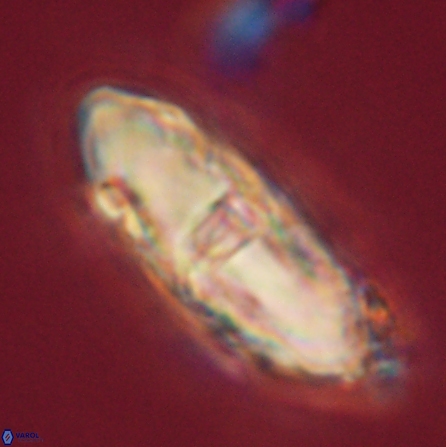 Davidbukrya clemencesalleyae 57233