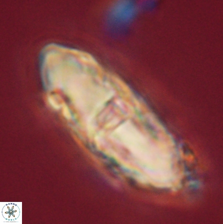 Davidbukrya clemencesalleyae 57233