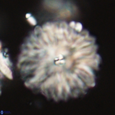 Davidbukrya clemencesalleyae 66936