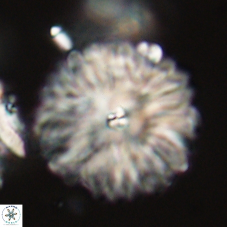 Davidbukrya clemencesalleyae 66936