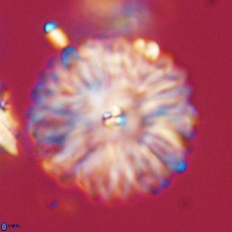 Davidbukrya clemencesalleyae 66937