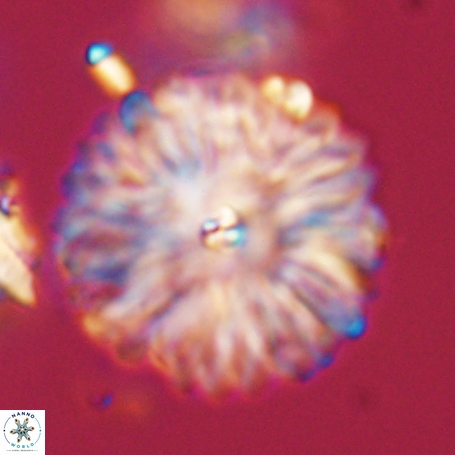 Davidbukrya clemencesalleyae 66937
