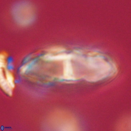 Davidbukrya clemencesalleyae 66938