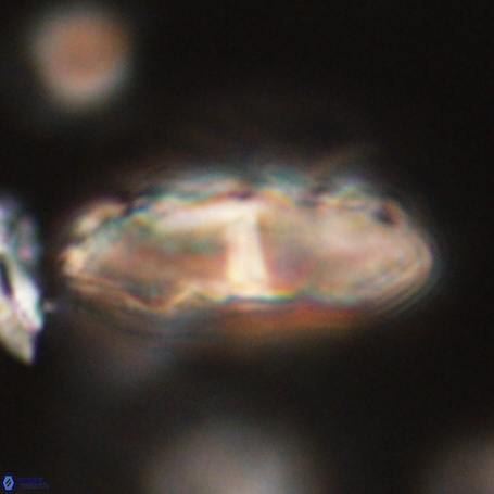 Davidbukrya clemencesalleyae 66939