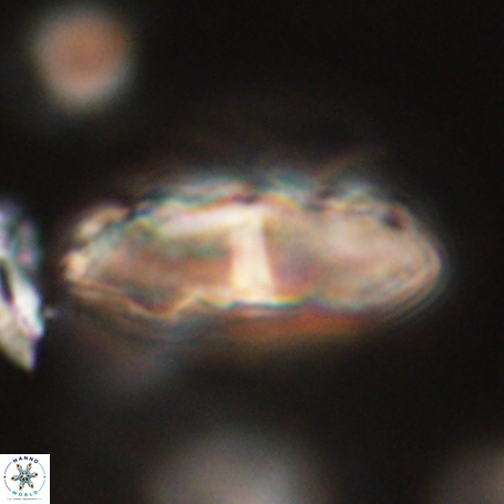 Davidbukrya clemencesalleyae 66939