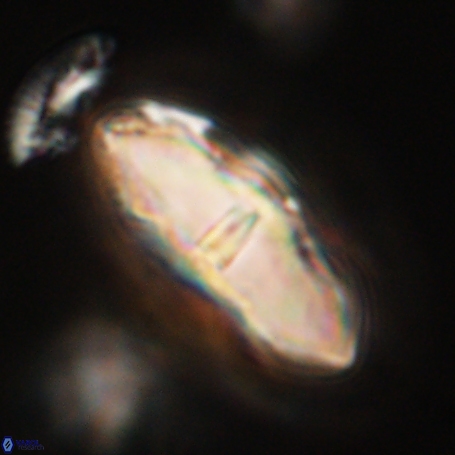 Davidbukrya clemencesalleyae 66944