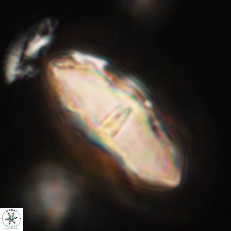 Davidbukrya clemencesalleyae 66944