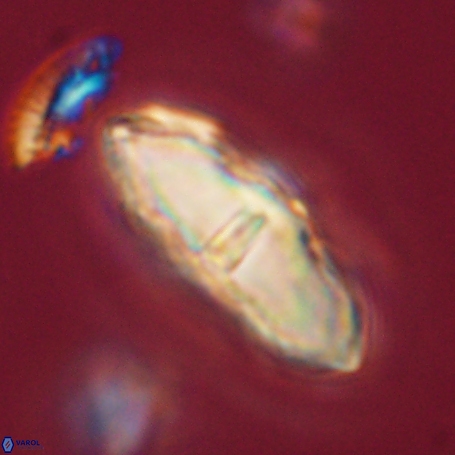 Davidbukrya clemencesalleyae 66945