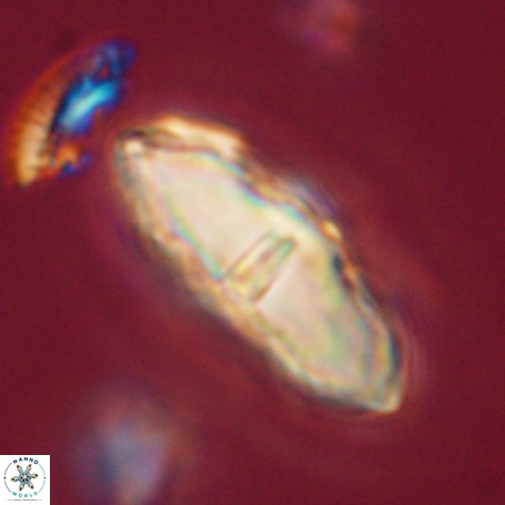 Davidbukrya clemencesalleyae 66945