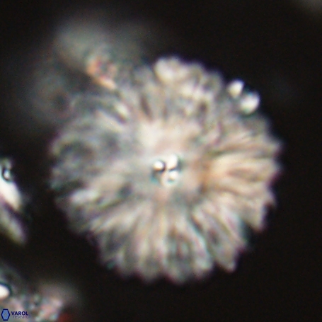 Davidbukrya clemencesalleyae 66947