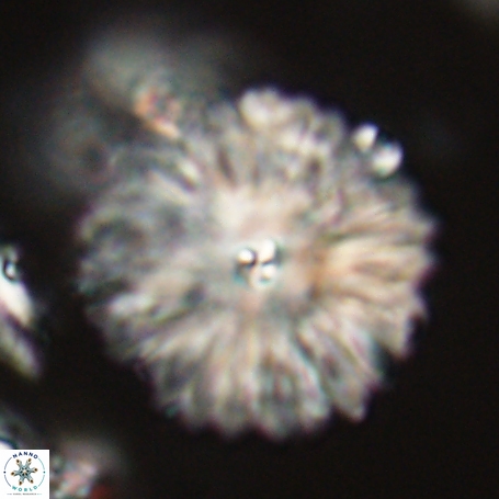 Davidbukrya clemencesalleyae 66947
