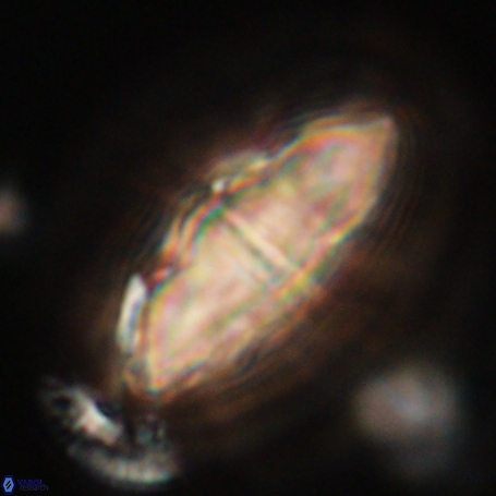 Davidbukrya clemencesalleyae 66940