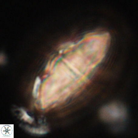 Davidbukrya clemencesalleyae 66940